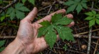 practical wild plant knowledge