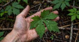 practical wild plant knowledge