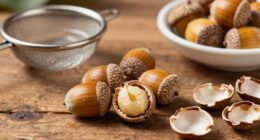 prepare acorns properly