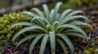 preserve and protect rare plants