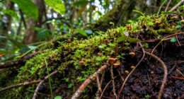 prioritize learning over species