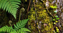 recurring wild plant motifs
