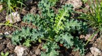 resilient edible plants thrive
