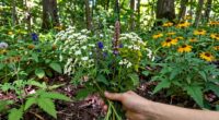 respectful wild plant foraging