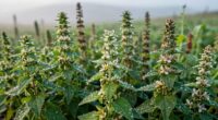 seasonal timing influences herbal potency