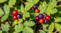 simple wild berry identification