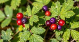 simple wild berry identification