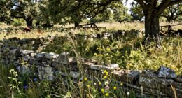 site history influences harvesting
