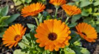 soothing herbal skin remedy