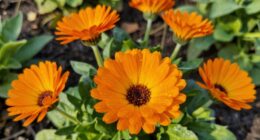 soothing herbal skin remedy