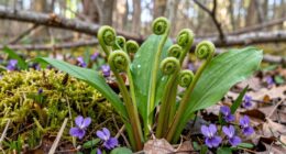 spring wild food guide