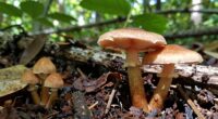 substrate knowledge enhances mushroom discovery