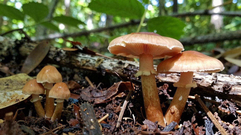 substrate knowledge enhances mushroom discovery