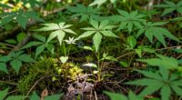 sustainable harvesting preserves resources