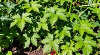 the importance of invasive edibles