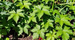 the importance of invasive edibles