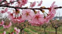timing of flower blooming