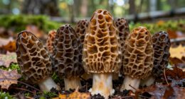 unique sought after mushroom delicacy
