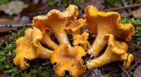 valuable delicate edible mushrooms