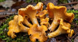 valuable delicate edible mushrooms