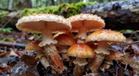 weather affects mushroom growth