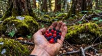 wild foods boost morale