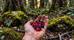 wild foods boost morale