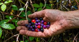 wild foods essential survival