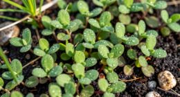 wild greens offer nutrients