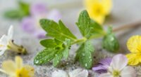 wild ingredients subtle impact