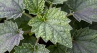 wild plant texture insights