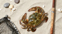 Crab Protects Mate from Fisherman in Heartwarming Clip