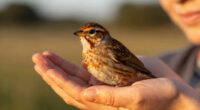 What we see when we look into the eyes of a bird