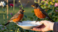 Help Your American Robins Beat The Summer Heat – 5 Easy Gestures of Support For Happy Backyard Birds