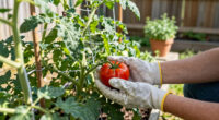 Keep Tomato Plants Producing All Summer With My 5 Pro Growing Tips