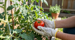 Keep Tomato Plants Producing All Summer With My 5 Pro Growing Tips