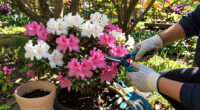 What Your Azaleas Need Before June Ends – 5 Tasks You Need to Do Now for Beautiful Blooms Next Year