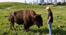 Wild Bison Return to the Outskirts of Chicago for the First Time in 200 Years