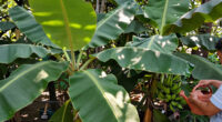 Bananas Sprout In Rayleigh Garden UK After 15 Years