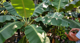 Bananas Sprout In Rayleigh Garden UK After 15 Years