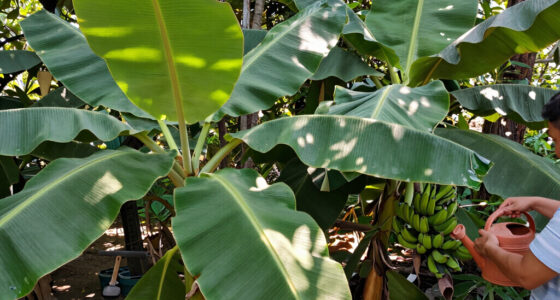 Bananas Sprout In Rayleigh Garden UK After 15 Years