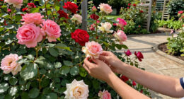 These 7 Gorgeous Thornless Roses Fill Your Yard With Lush Blooms and Dreamy Fragrance – And All Pain Free!