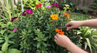 This Pretty Flowering Plant Forms A Natural Firebreak And It’s So Easy To Grow, Even For Beginner Gardeners