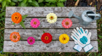 Zinnias: the Sun-Loving Blooms You Can Still Grow in a Heatwave