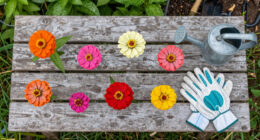 Zinnias: the Sun-Loving Blooms You Can Still Grow in a Heatwave