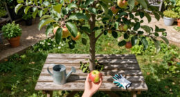 5 Self-Pollinating Fruit Trees To Plant This Fall – You Only Need One Tree To Grow A Huge Crop Of Delicious Fruit