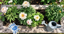 6 Pretty Perennials That Look Better When I Stop Tidying Them And Let Them Go A Little Wild