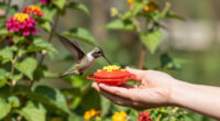 How To Hand-Feed Hummingbirds – 6 Critical Secrets To Enjoy This Heartwarming Garden Experience