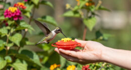 How To Hand-Feed Hummingbirds – 6 Critical Secrets To Enjoy This Heartwarming Garden Experience