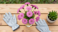 I Used To Hate Dandelions – Until I Discovered The Pretty Pink Version Designers Love